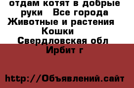 отдам котят в добрые руки - Все города Животные и растения » Кошки   . Свердловская обл.,Ирбит г.